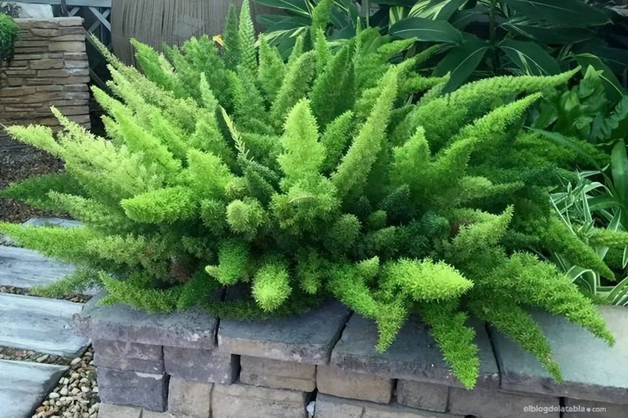 狐尾天门冬黄叶长势差?教你几个小妙招,根壮叶绿生机勃勃