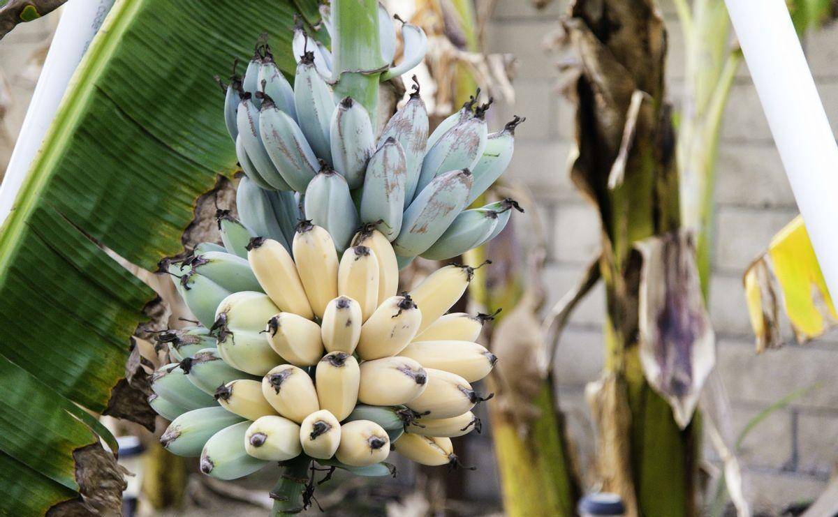 拥有冰淇淋口感,被称为"香蕉界的哈根达斯",蓝色爪哇香蕉_品种_果实