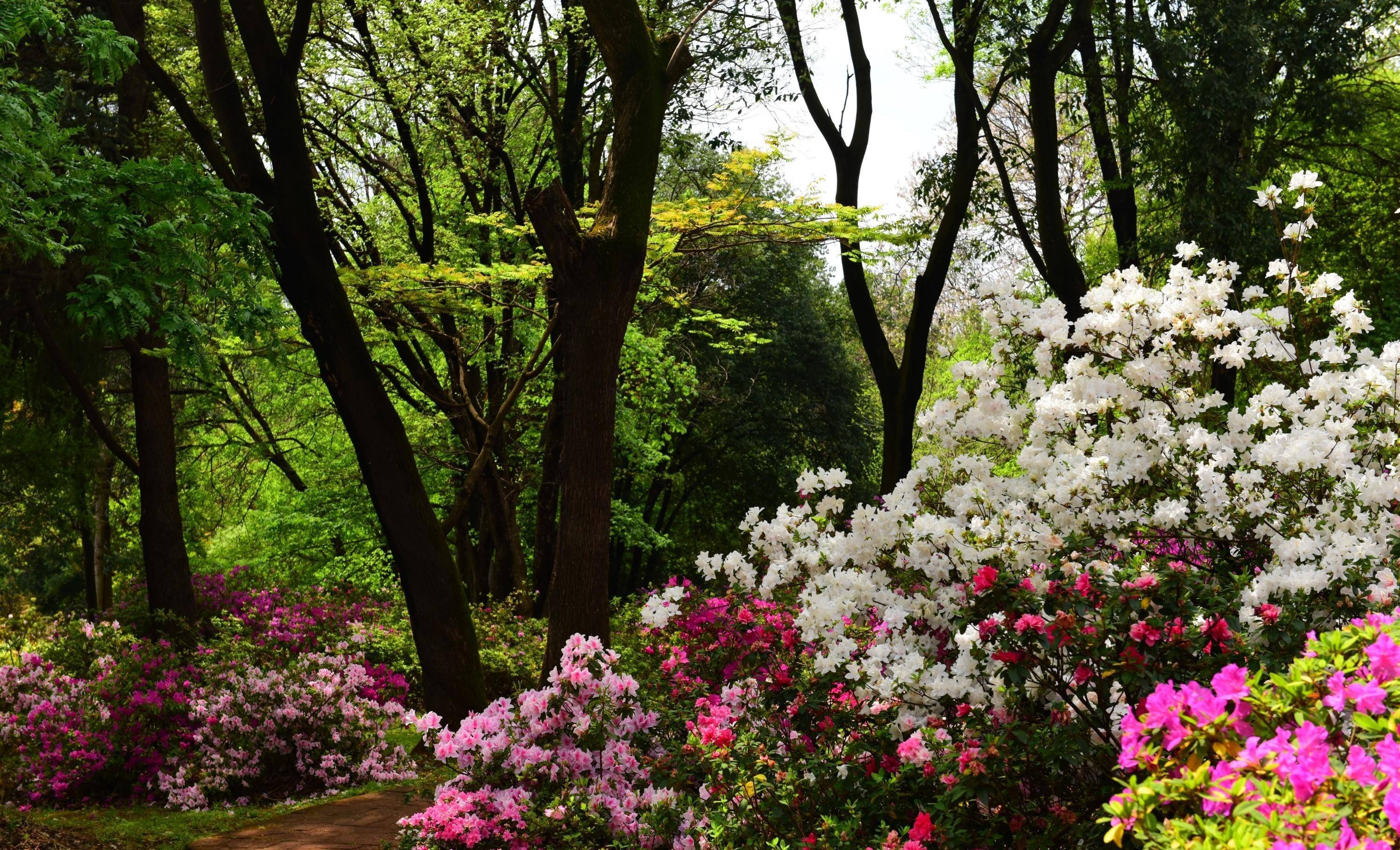 昆明植物园首届杜鹃花展开幕 200余种杜鹃花尽展花中西施之美_中国