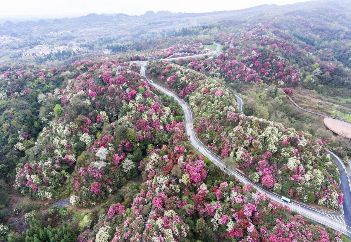 待到山花烂漫时,我在丛中笑-贵州毕节百里杜鹃_景区_杜娟_大方县
