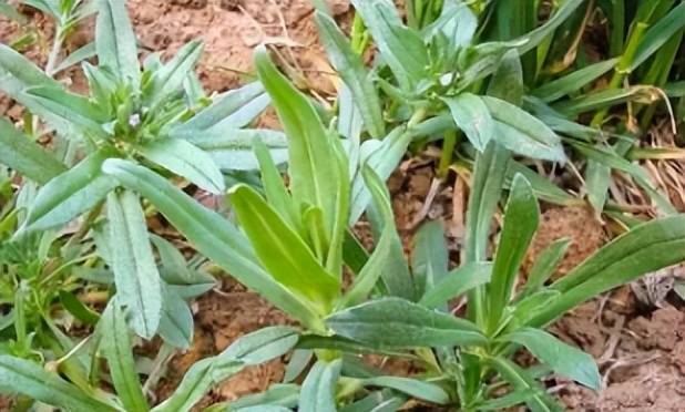 麦田里这灰蒙蒙的野菜,曾是穷人救命菜,如今成了喂鸡杂草