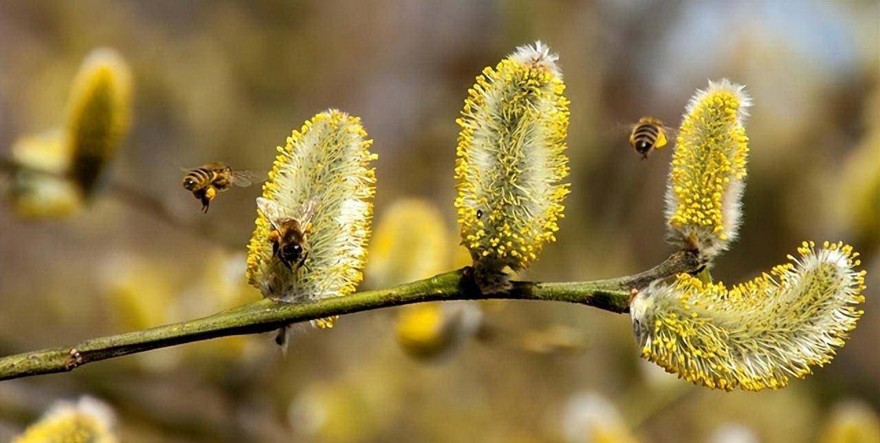 它们其实是替那些让你过敏的风媒花背了"锅".