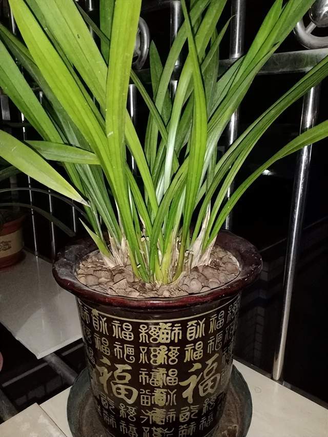 阴护期_根系_环节