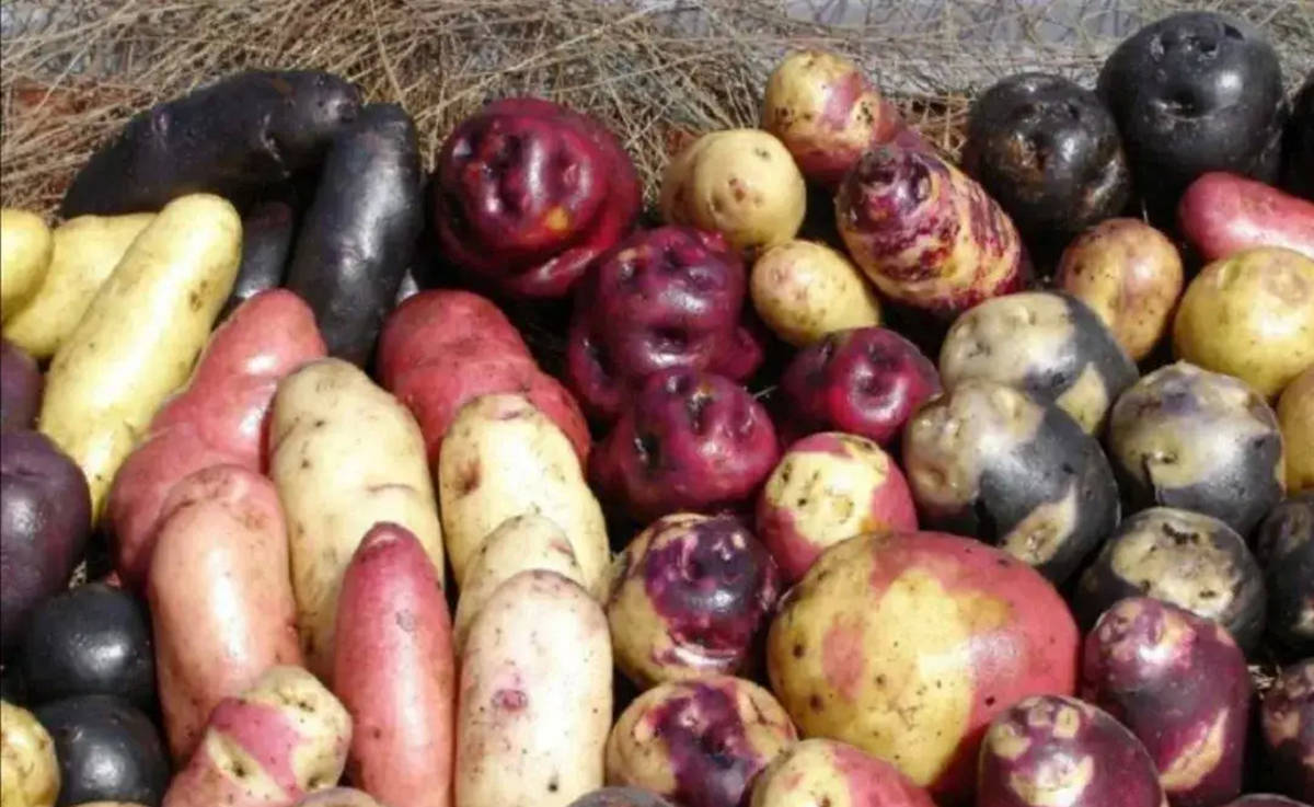 马铃薯的祖先原本只是一种野生的薯类植物,经过了长时间的人工驯化,才