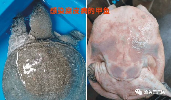 "发霉",腐皮,甲鱼养殖扫清这些拦路虎,产量不用愁!_水质_皮肤_霉病