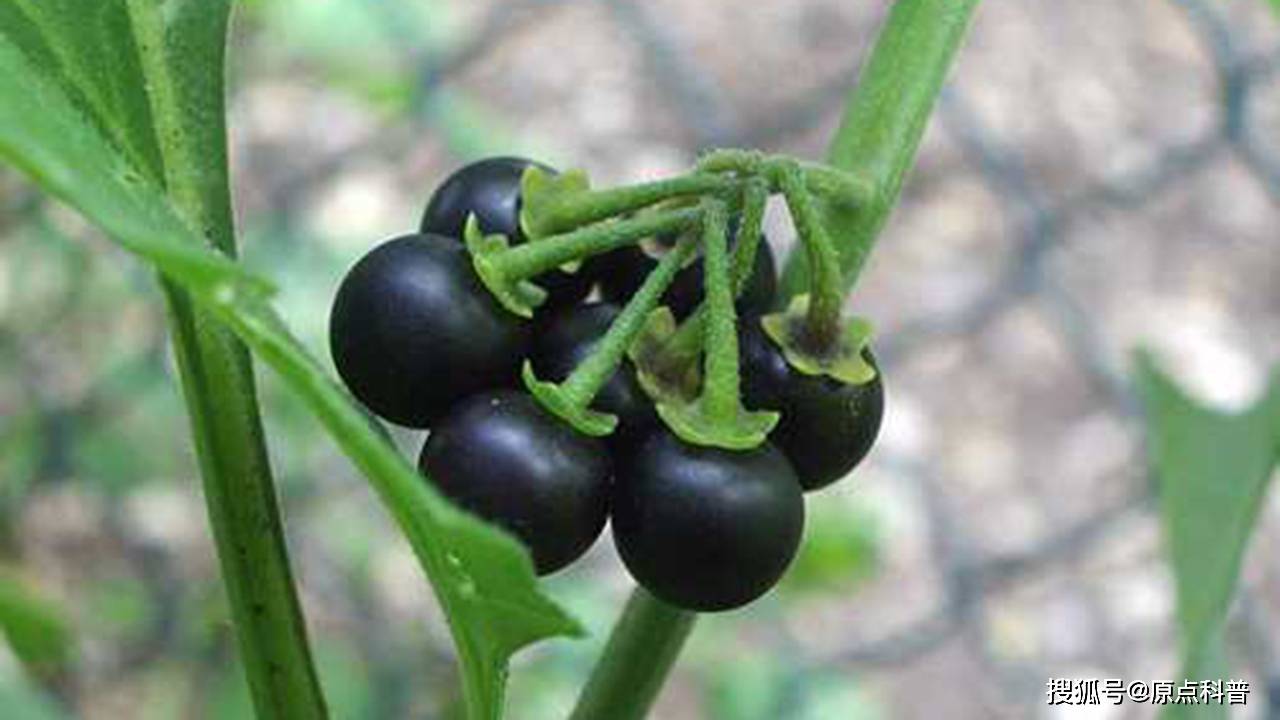 嘴里,咬一下赶紧再吐出来,事实上食用未成熟的龙葵果是会引起中毒的