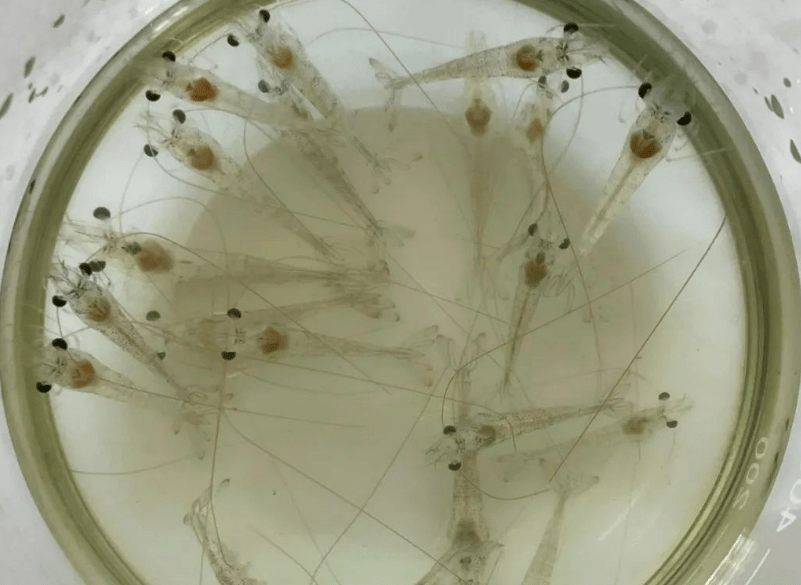 福建珠三角玻璃苗来势汹汹,有的养殖户排苗5次,损失超50万!