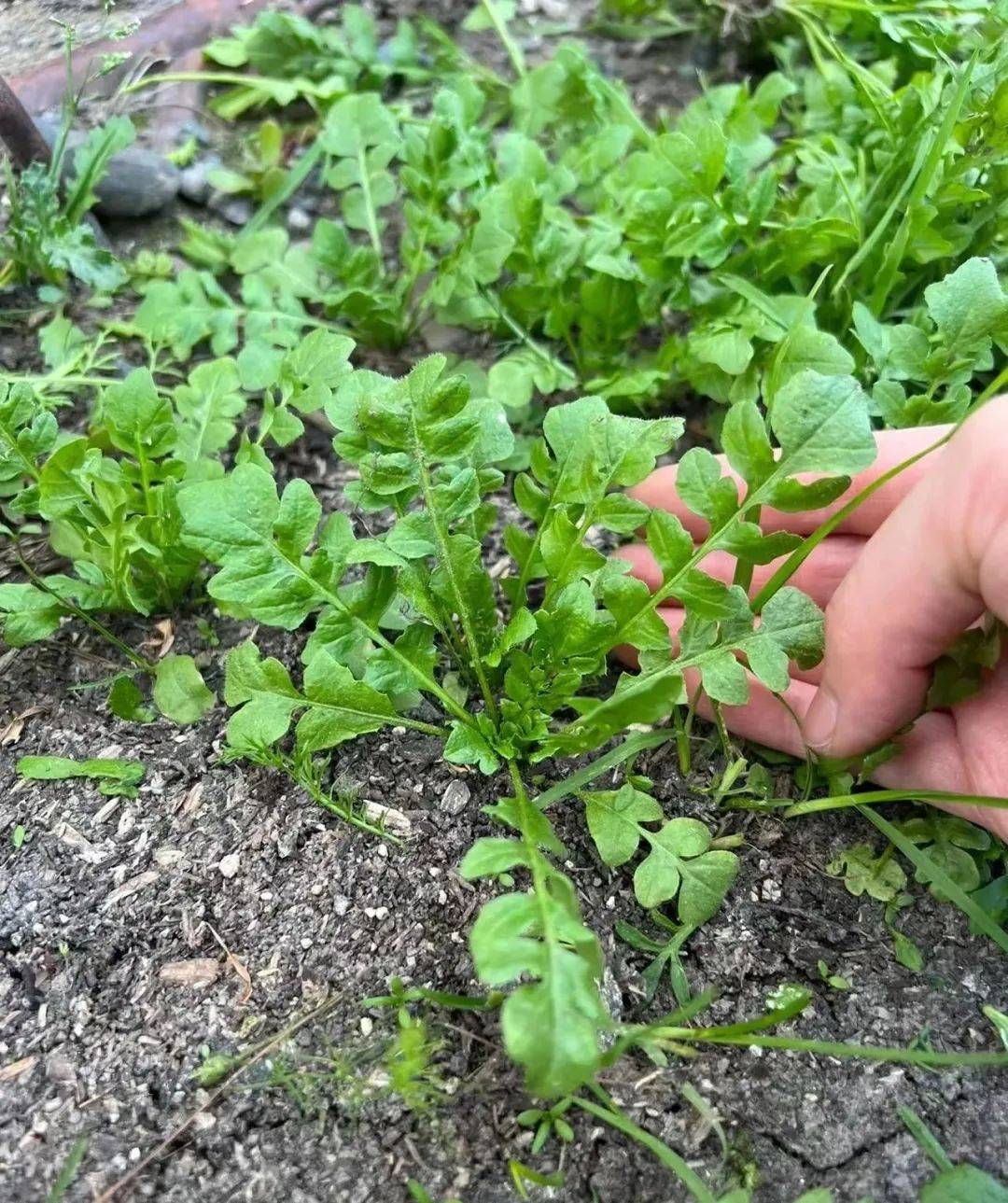 别说这几种野菜挖回来还挺好吃
