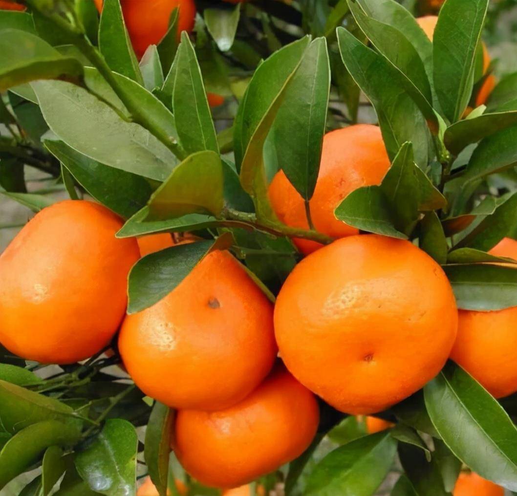 多吃养生,多吃蔬果补充维生素,身体是革命的本钱,再准备3种吉祥果,那