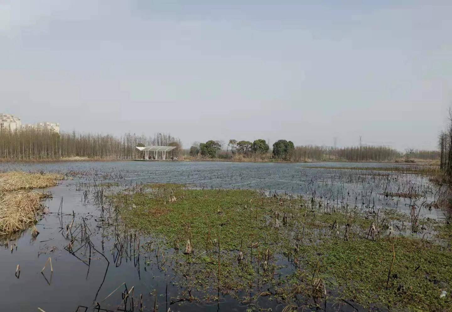 南昌高新艾溪湖魚尾洲溼地公園打卡印象_湖北_步道_世界