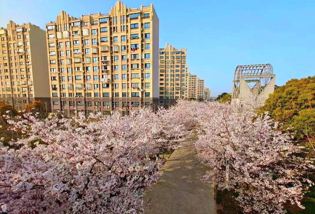 上海最长的沿河樱花园,不要门票,而且还能免费停车却少有人知!