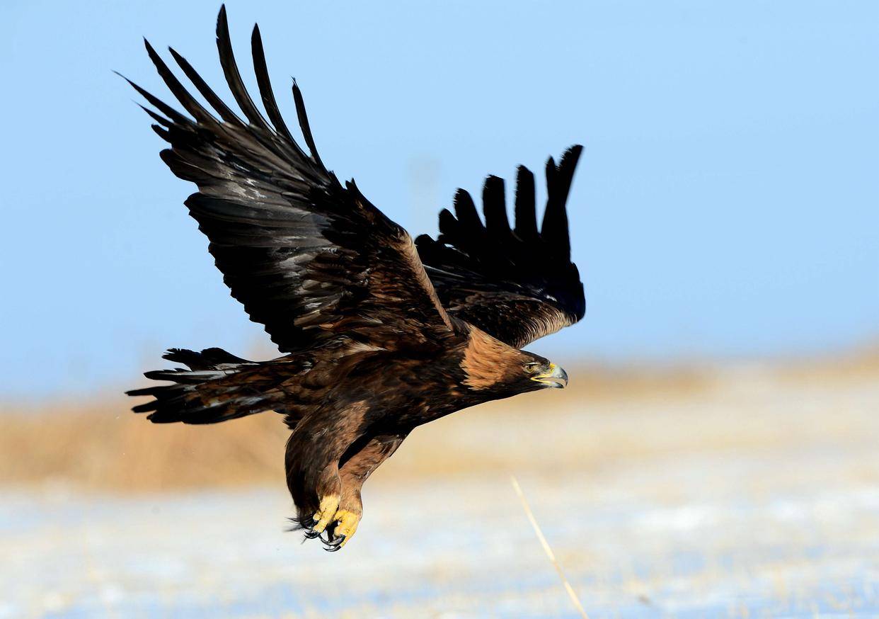 北半球上一种广为人知的猛禽——金雕_雏鸟_黑褐色_灰白色