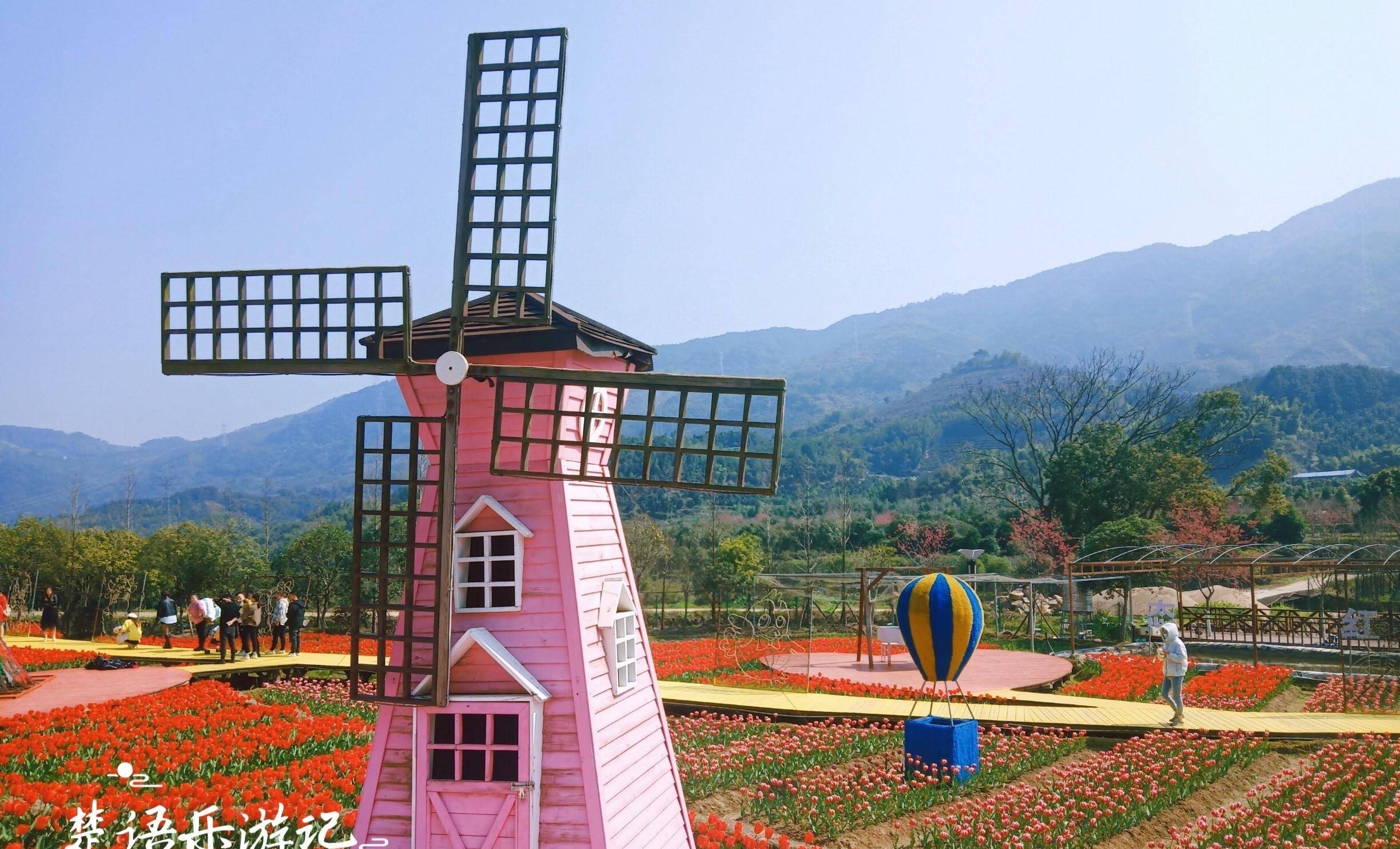 樱花谷火了,500多亩樱花和油菜花同时时尚,成拍照圣地_旅游_游客_霞浦