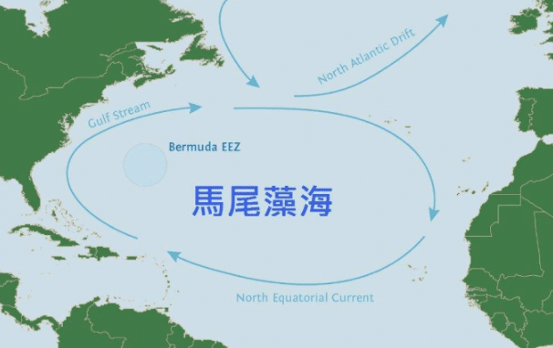 一眼就能看到海底,却困死了无数船只_马尾藻_海域_水域