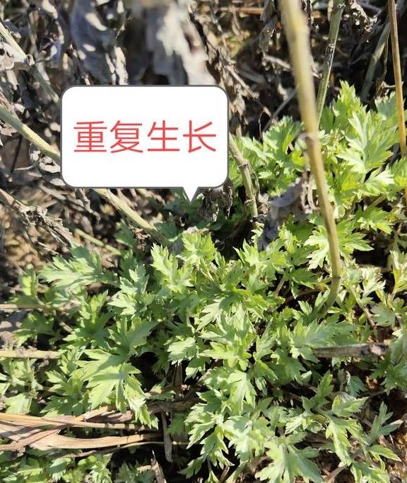 什么植物靠风传播种子（什么植物靠风传播种子的） 第1张