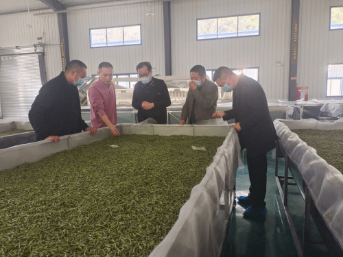 中国食品土畜进出口商会为沐川茶叶发展办实事 (图3)