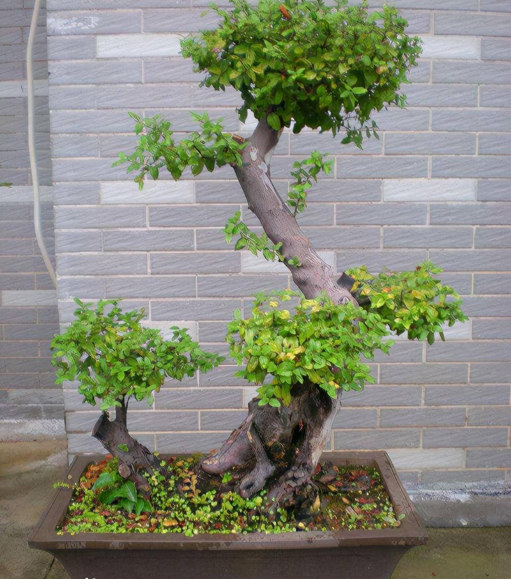 别人家的雀梅盆景,古雅奇趣,花开繁茂!