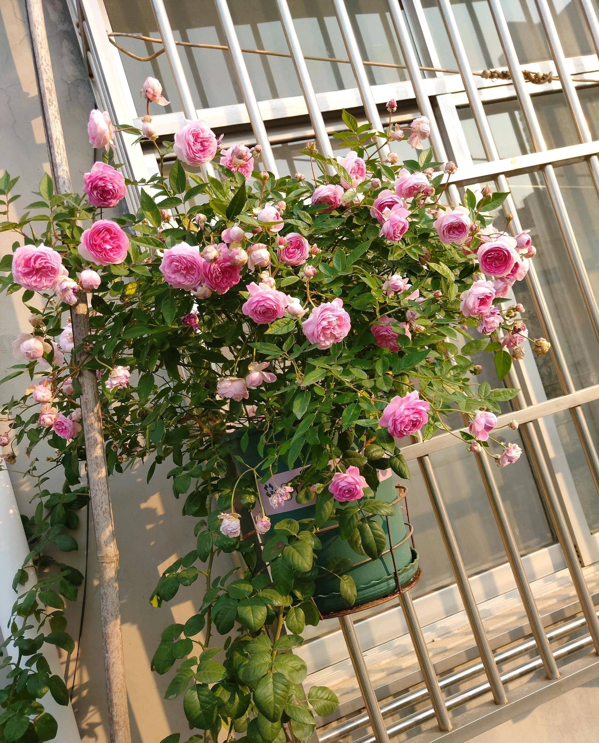 阳台还有地儿,养棵"玛姬婶婶"吧,花朵又美又香,常年能赏花_开花_月季