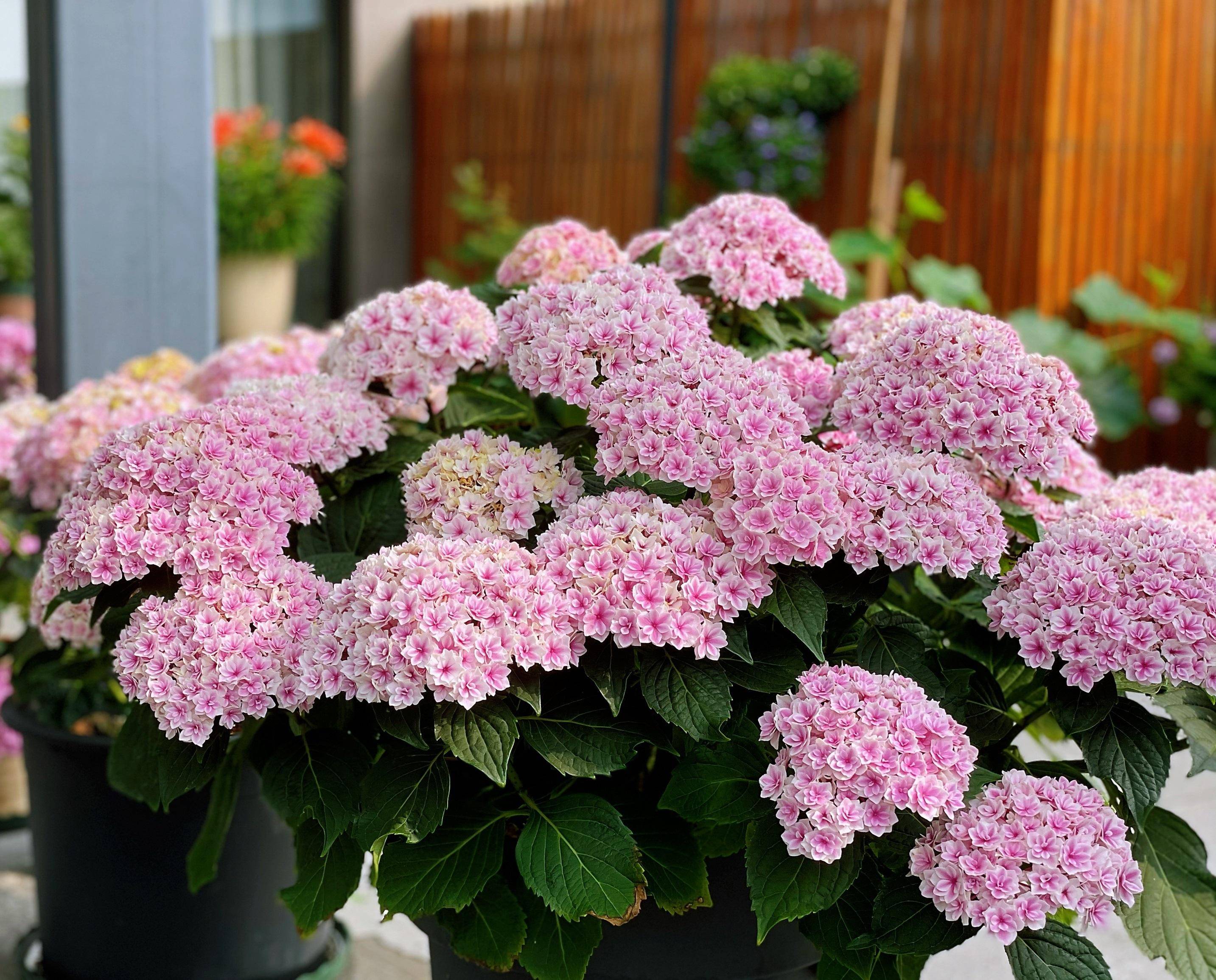 阳台养绣球,就选"夏洛特公主",植株低矮,花大色美,多季开花_品种_花朵