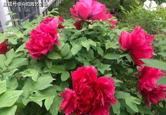 国花是什么花 （现在中国国花是什么花） 第3张