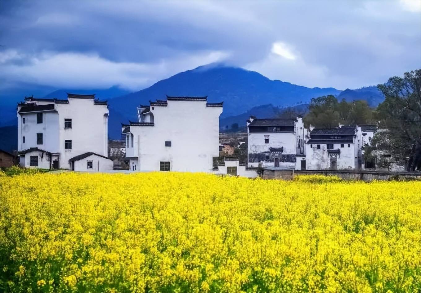 想看油菜花,除了当涂还有哪?_创意_婺源_花朵