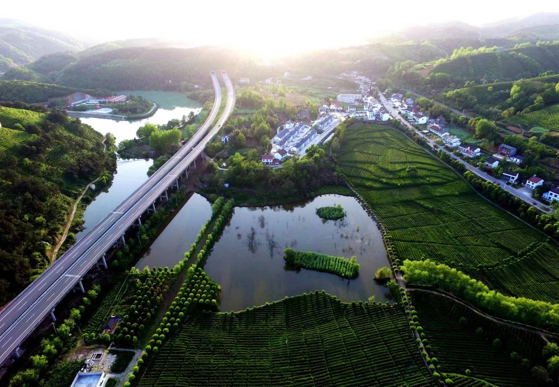 最美茶乡西乡汉中仙毫开采 拉开陕西春茶上市序幕_西乡县_广播_茶园