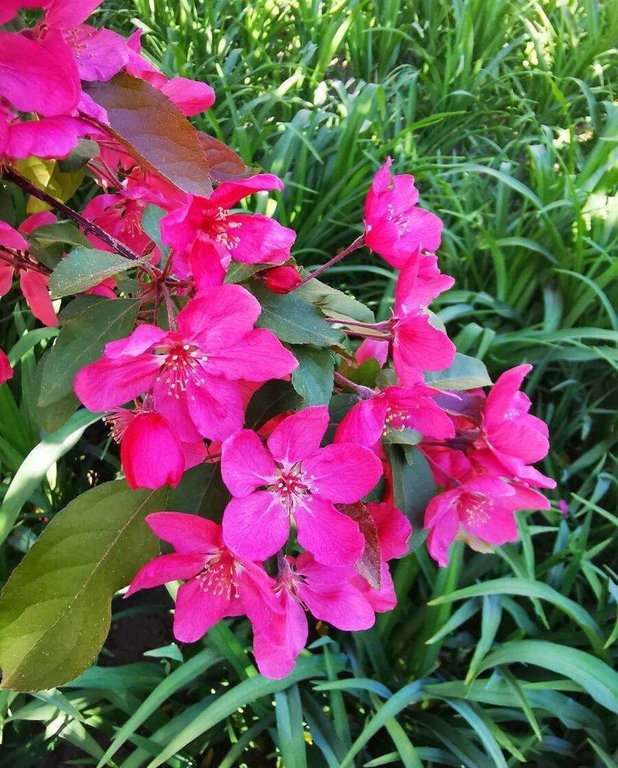 熱烈的紅寶石海棠花,擁有自己生命的繽紛盛景_花朵_果實_紅色