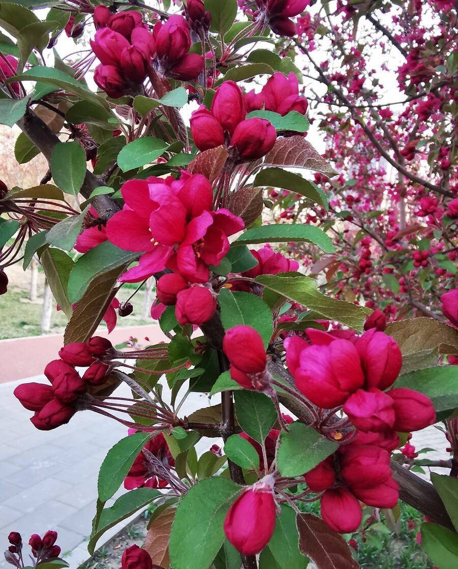 熱烈的紅寶石海棠花,擁有自己生命的繽紛盛景_花朵_果實_紅色