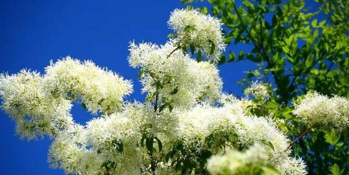 流苏花（流苏花花期） 第8张