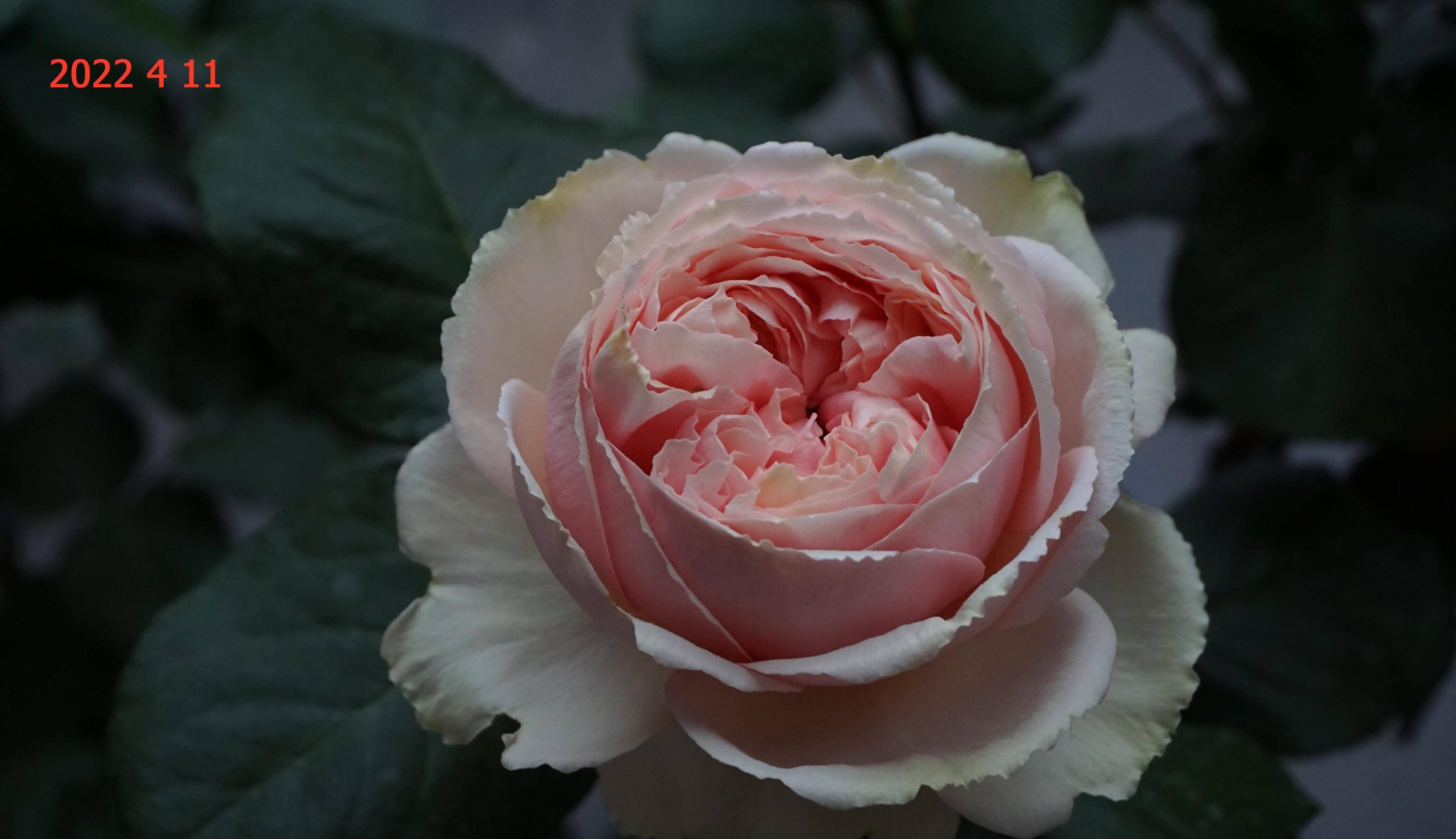 阳台花事(23):月季圣塞西莉亚(st. cecilia )篇_时尚_花瓣_花色