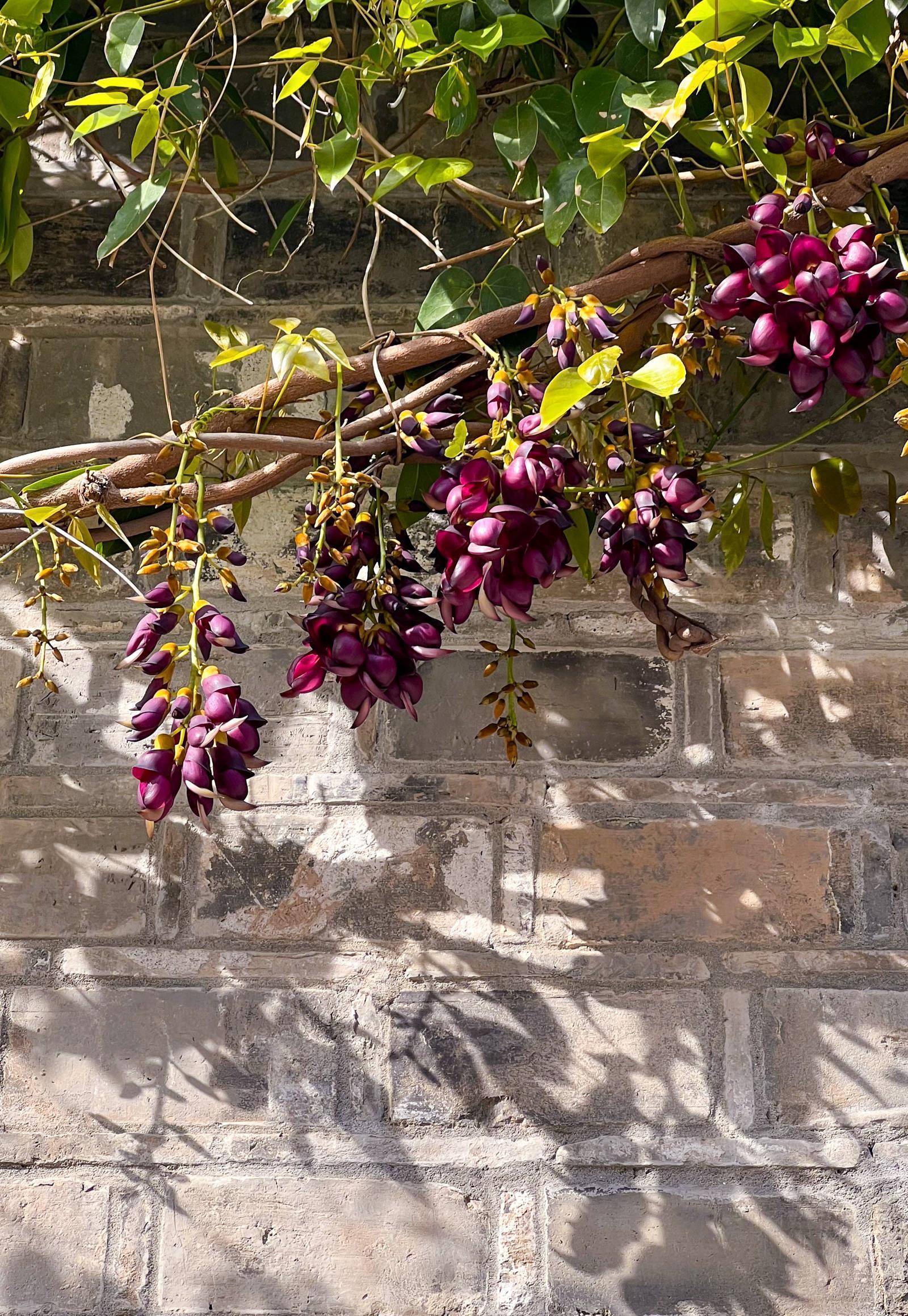 南京老门东紫藤花开了,从屋檐蔓延至墙角,美如紫色