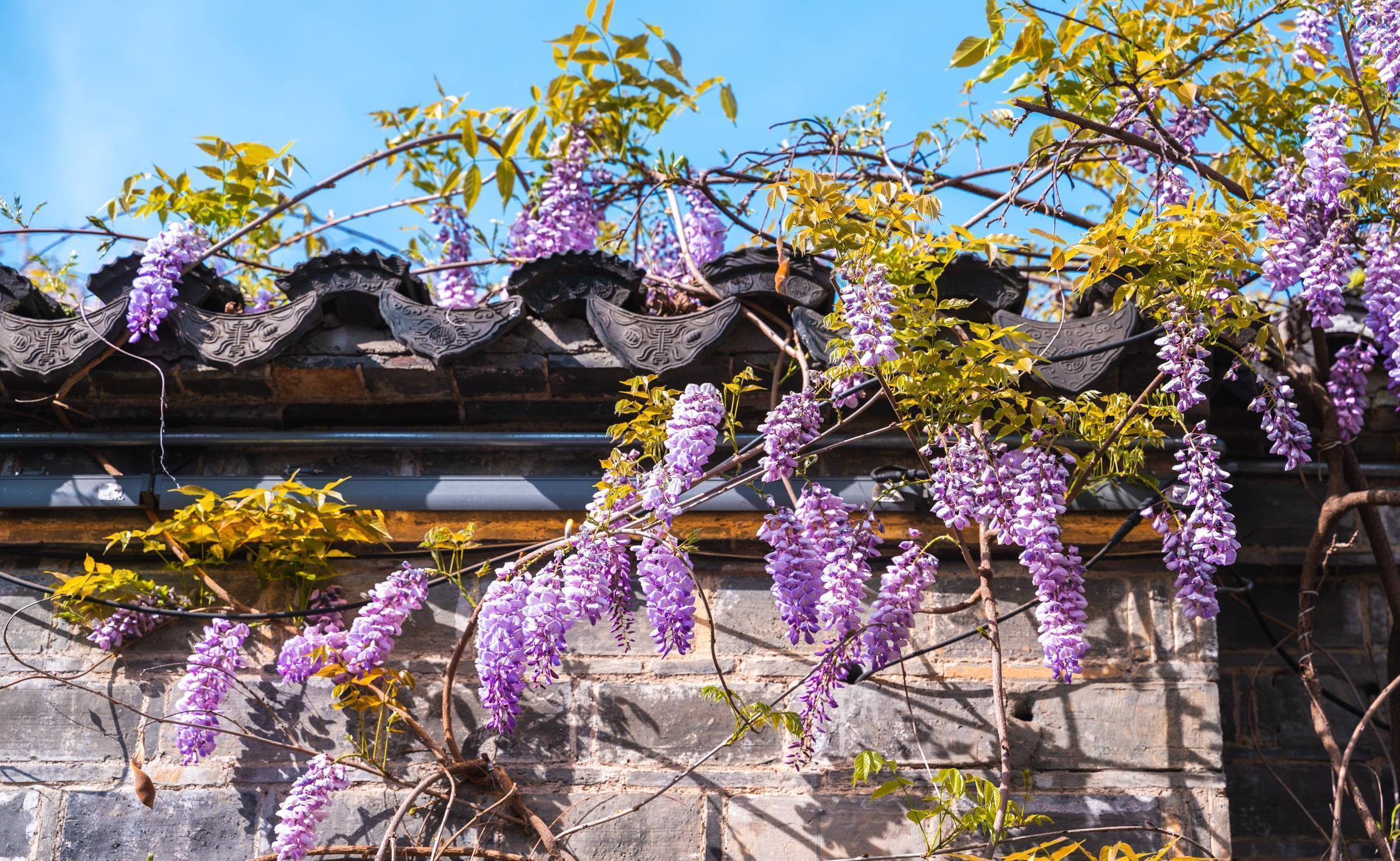 南京老门东紫藤花开了,从屋檐蔓延至墙角,美如紫色的瀑布_景色_风景