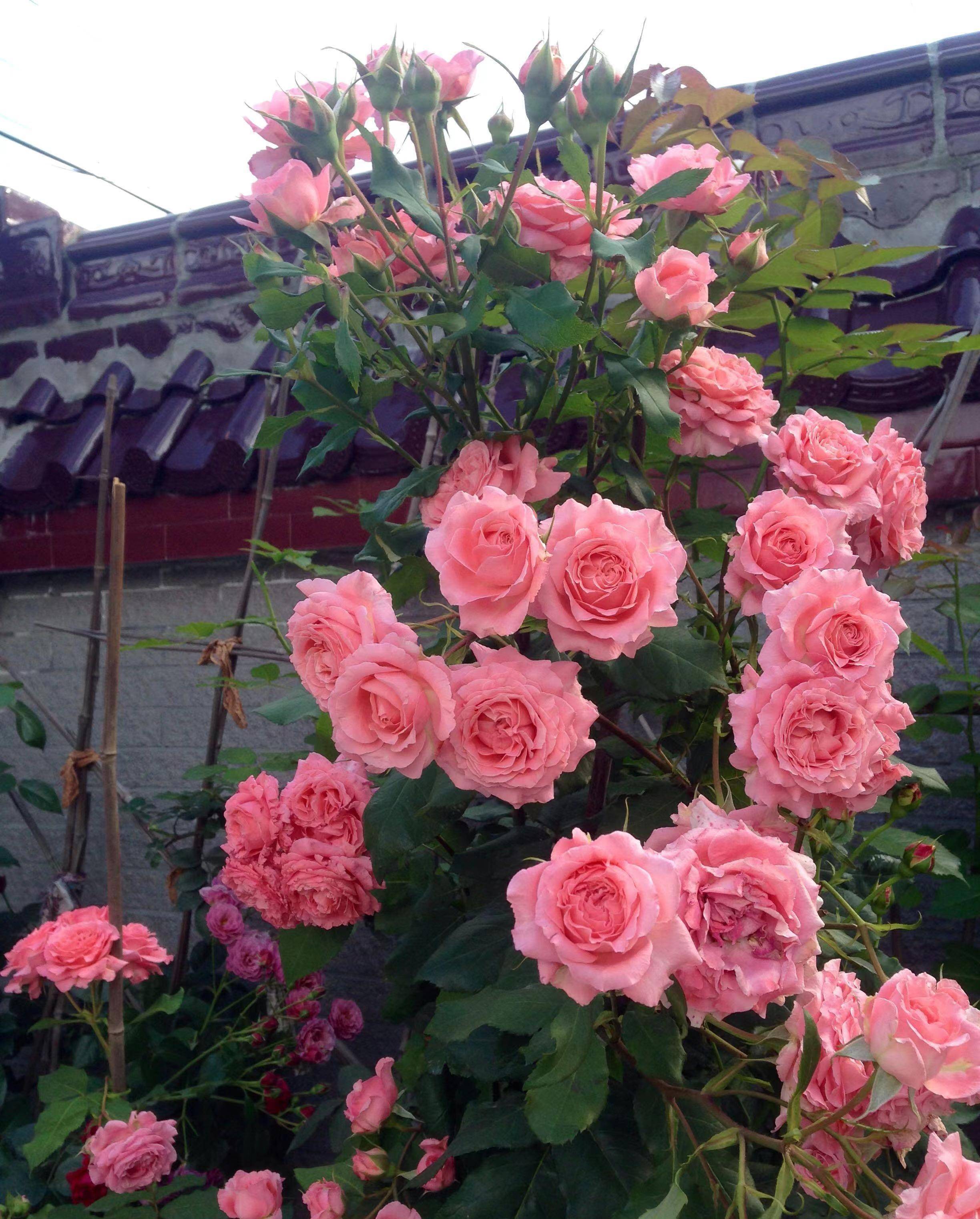 珊瑚果冻",耐热又耐晒,四季开花,花姿优美,阳台也能养_花朵_花瓣_月季