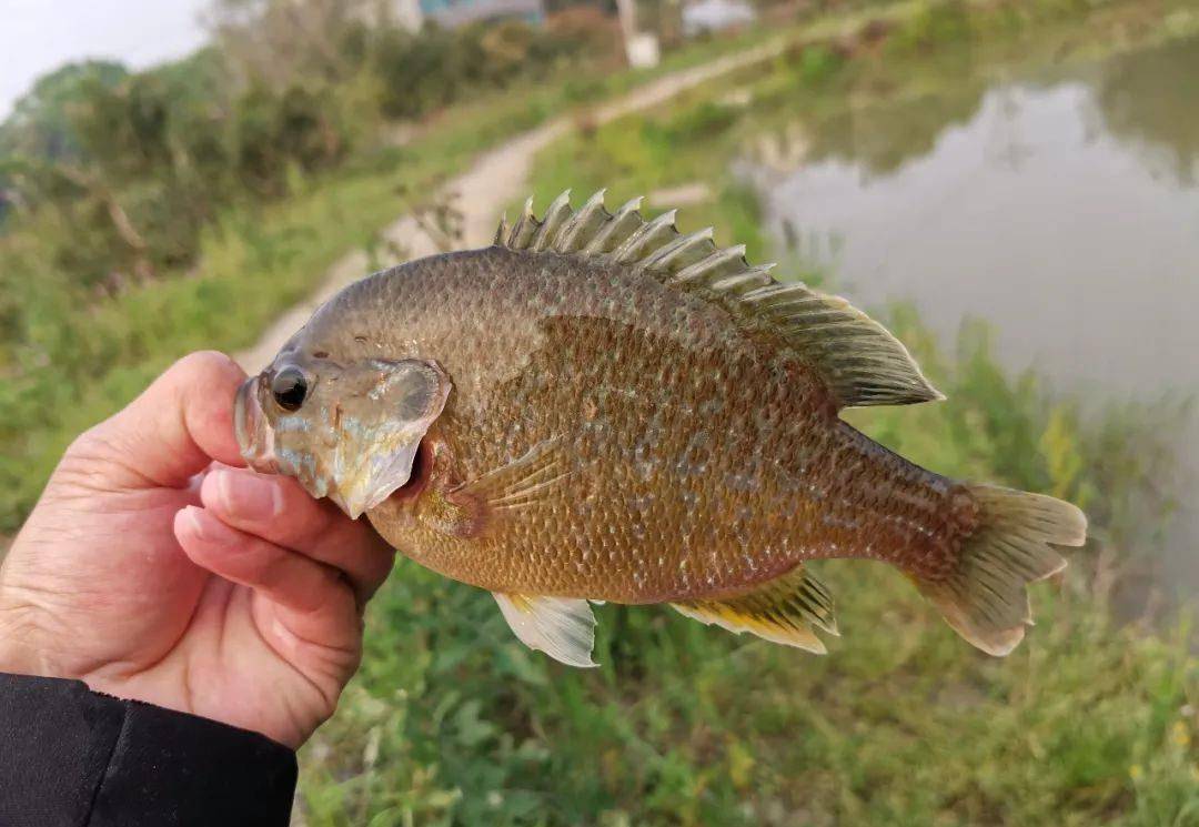咬钩却很凶猛,浅谈太阳鱼的钓法及用饵_水域_鱼种_罗非鱼