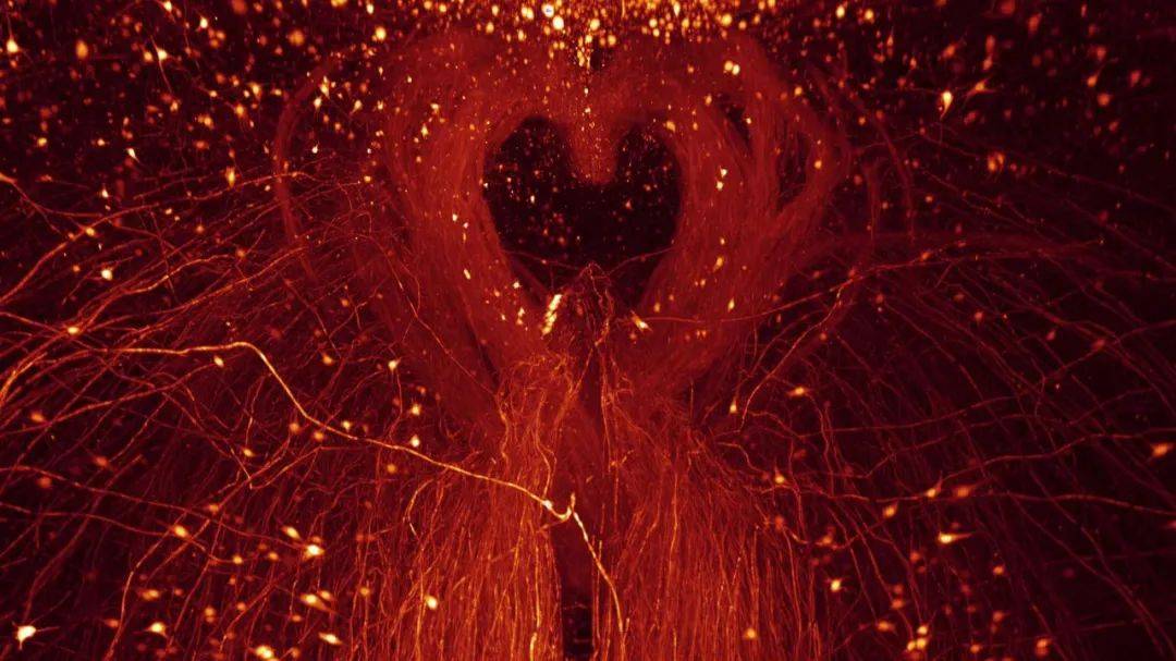 男性睾丸红色血管图片图片