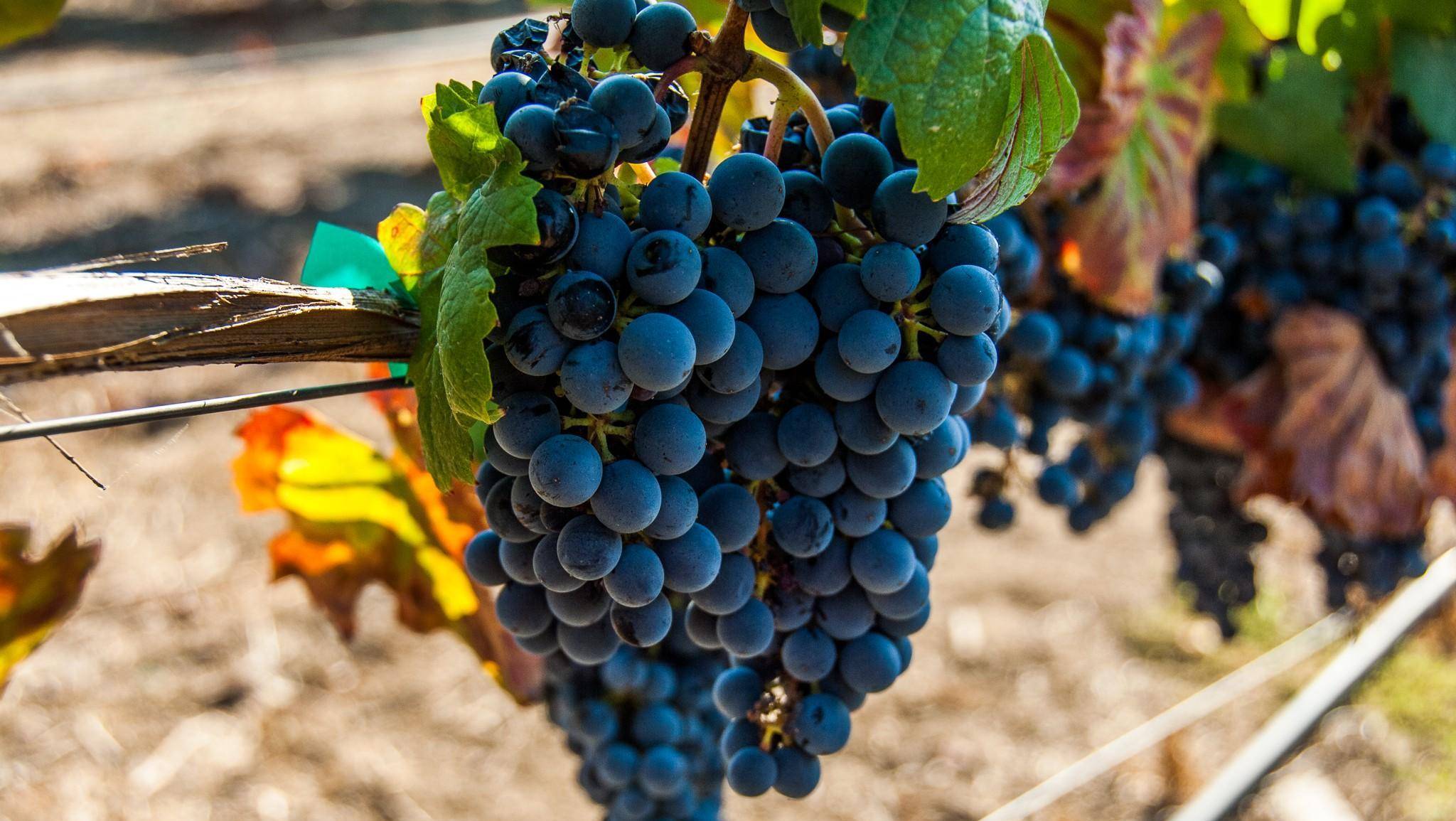 佳美娜在欧洲险绝迹,却在智利扎根,在老朋友我们帮衬下大放异彩_品种