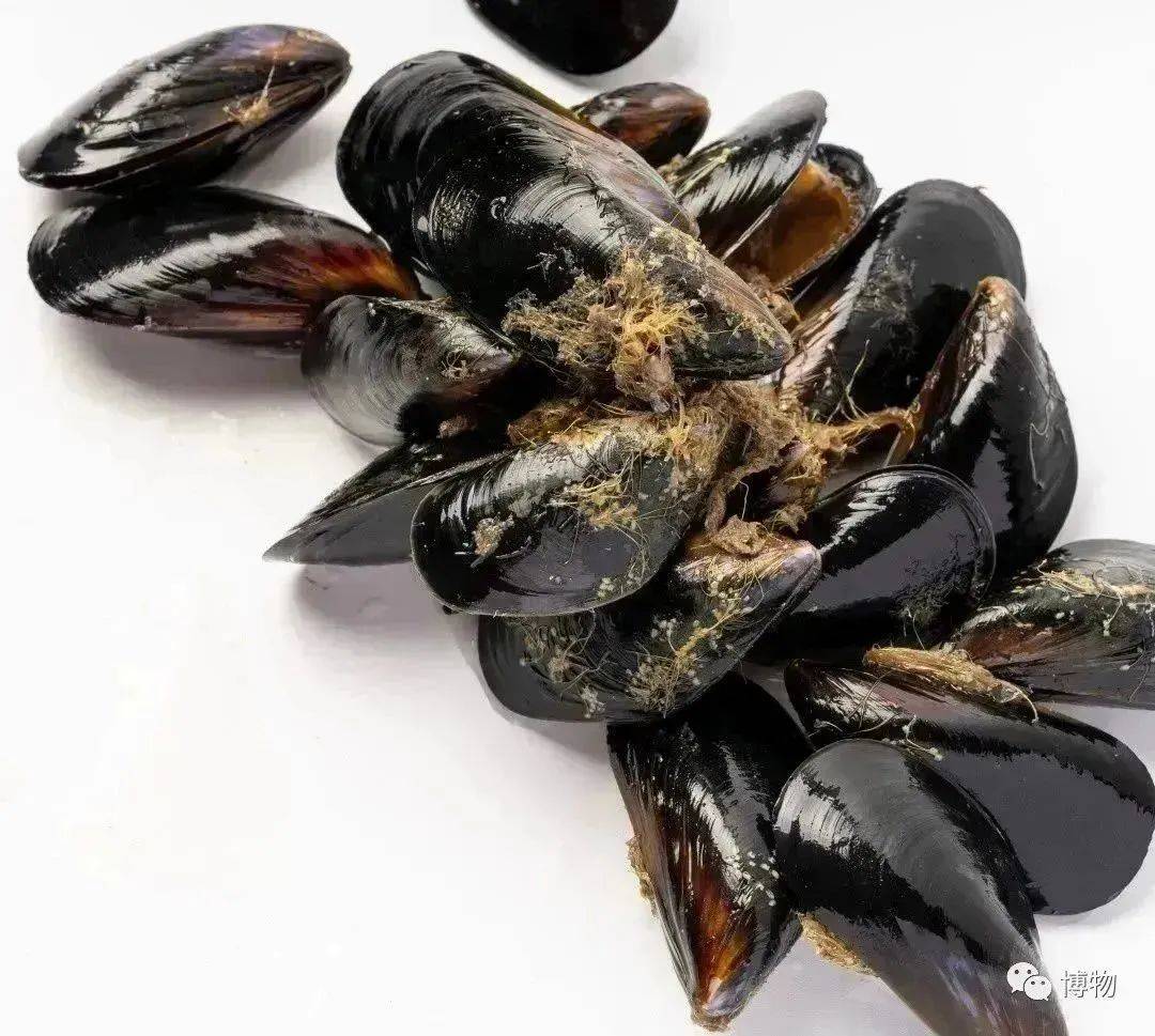 中文正式名:紫贻贝海红(海虹,淡菜)"海瓜子"是什么?