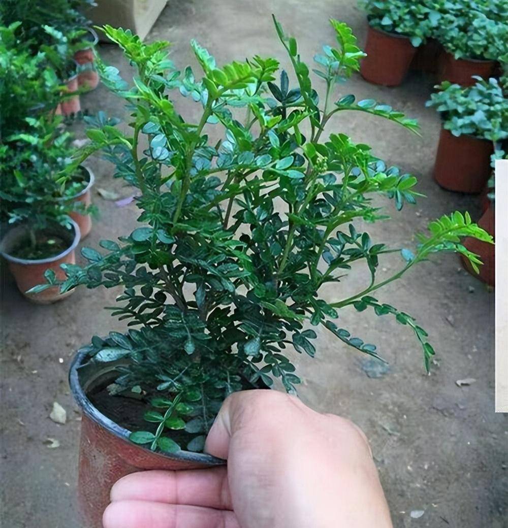 一般没有经过人工塑形的清香木价格不高,二十元左右就能买一盆,入手