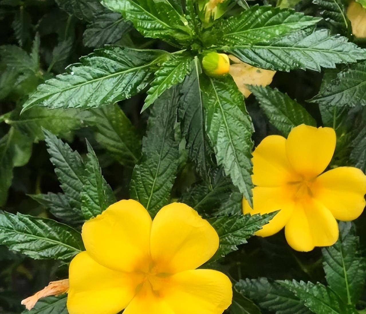 时钟花:会时尚又会休息的高贵规律之花,有"爱在你身边"的寓意_花朵