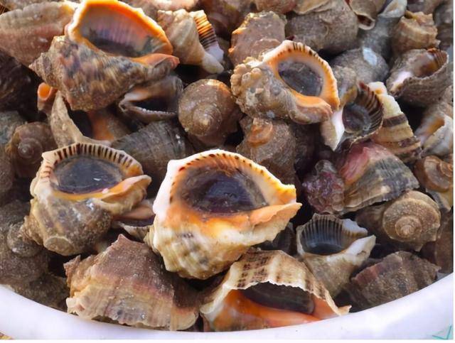 中国海螺入侵黑海,泛滥成灾成全民公敌,为啥在国内人们抢着捞?