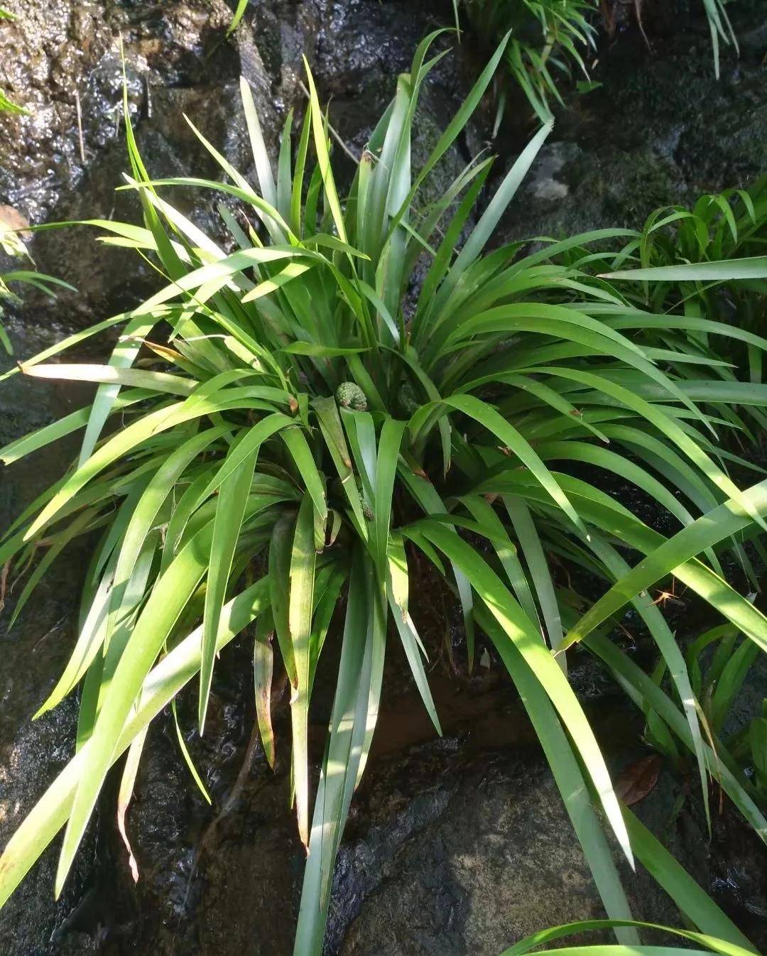 石菖蒲,根莖芳香,粗2-5毫米,外部淡褐色,節間長3-5毫米,根肉質,具多數