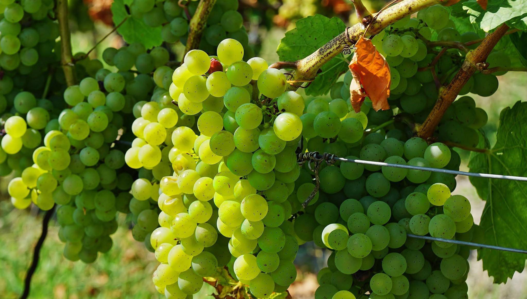 佳美娜在欧洲险绝迹,却在智利扎根,在老朋友我们帮衬下大放异彩_品种