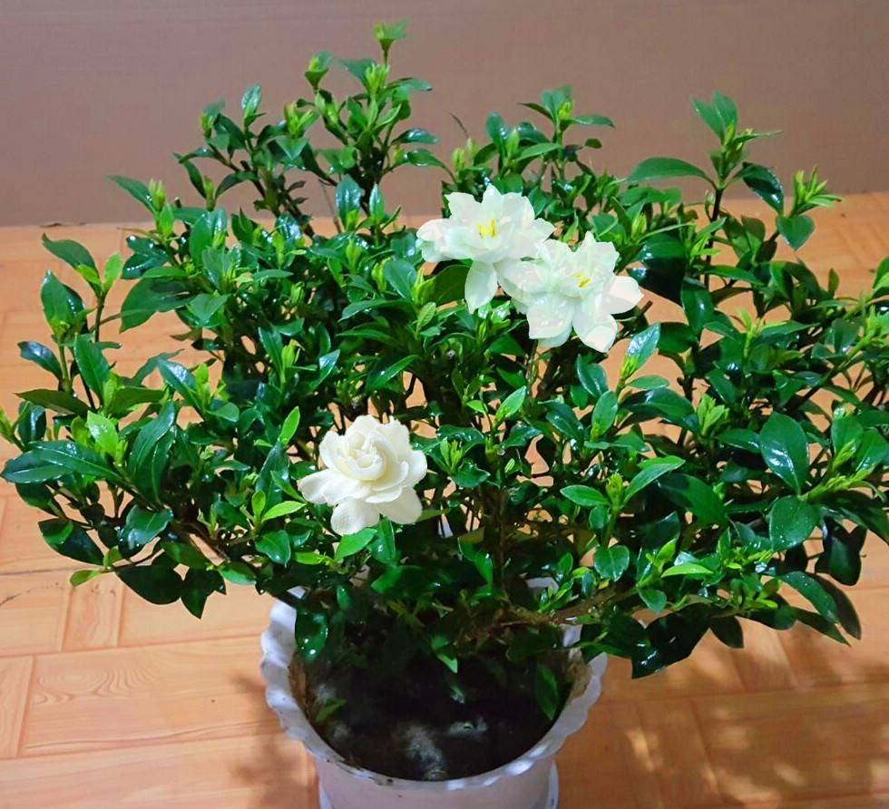 园艺师教你,5个"方法",保准你的栀子花养开花_花苞_植物_叶片