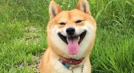 宠物知识:柴犬吃打虫药胃口不好,柴犬体内驱虫呕食欲差_影响_狗狗