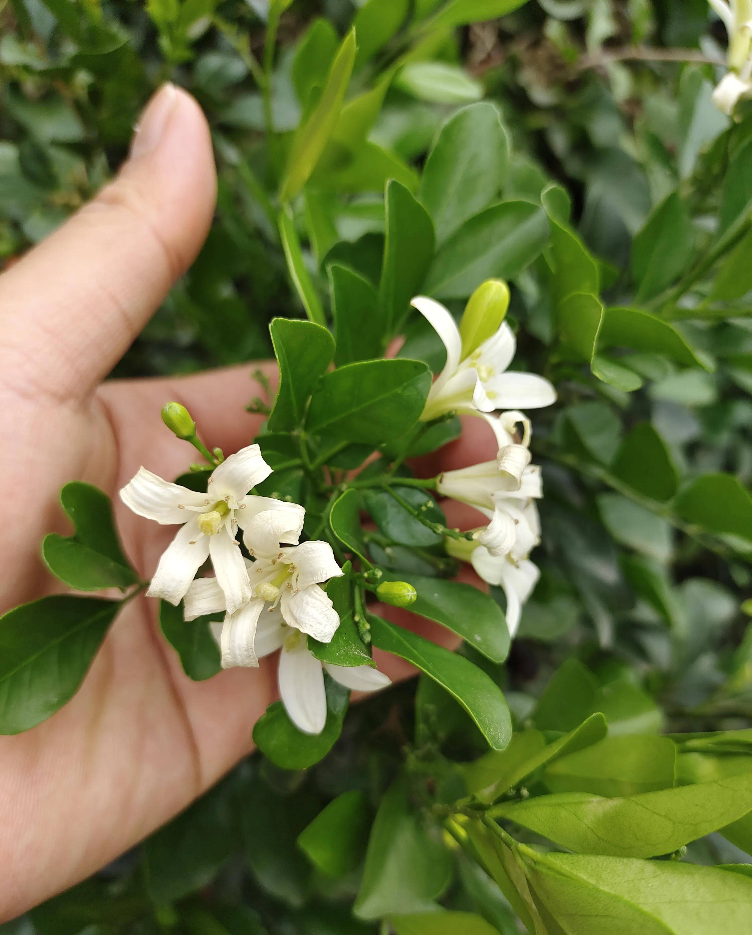 6月开什么花（6月开什么花最旺） 第1张