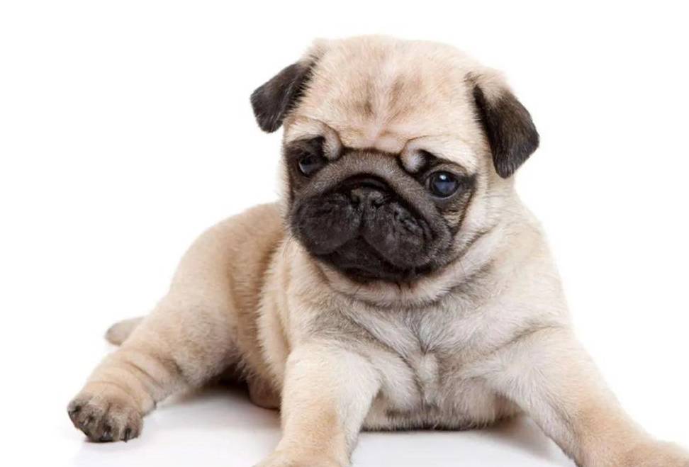 购买巴哥犬幼犬需注意 如何挑选自己喜欢的巴哥犬_测试_耳朵_红线