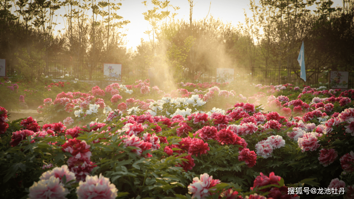 一朵花绽放一座城,龙池牡丹诚邀您来参加2023菏泽国际牡丹花会_中国