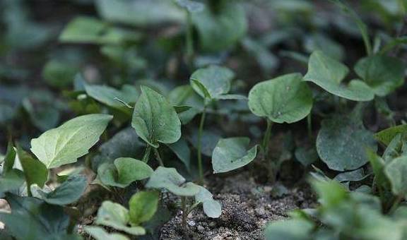 五种健康野菜常食养生_食用_荠菜_维生素