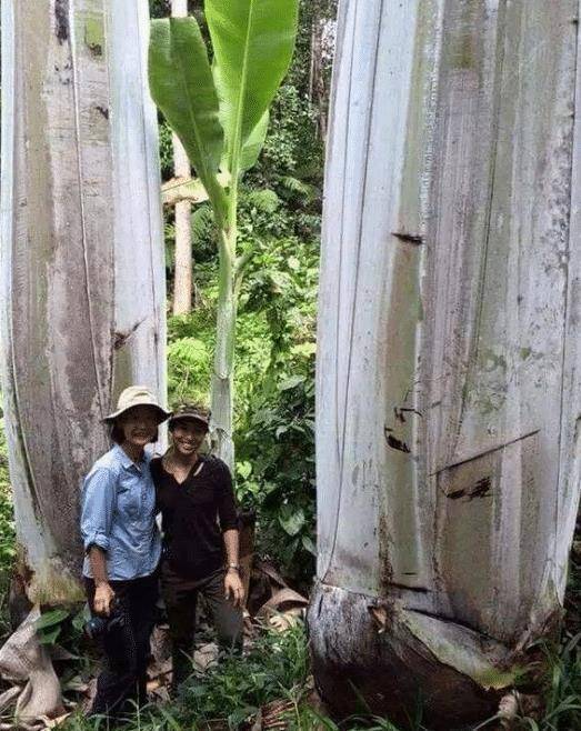 芭蕉树（芭蕉树怎么除去不再长） 第4张