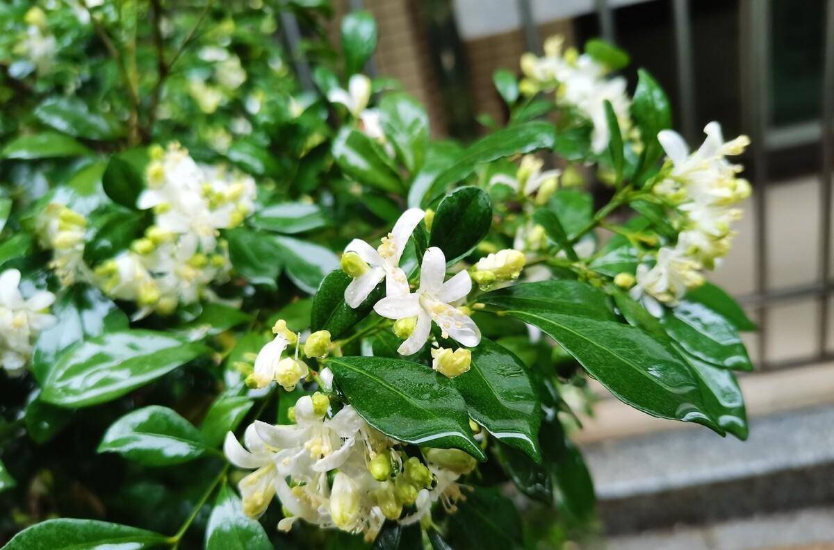 6月开什么花（6月开什么花最旺） 第5张